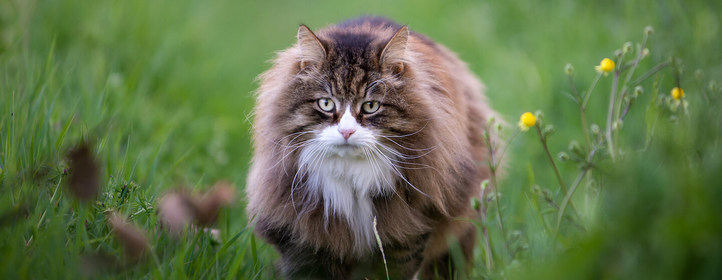 big-cat-in-the-grass-hero